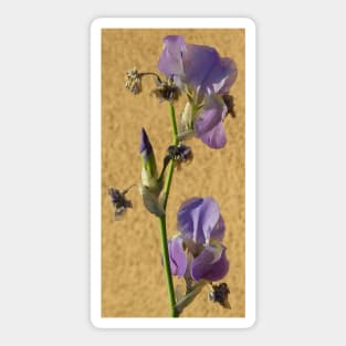 Purple Iris Sticker